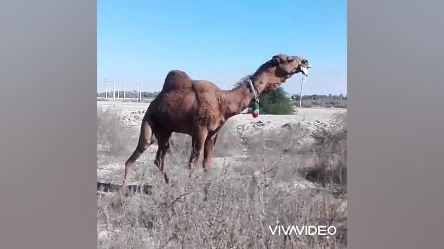 لوکِ مست و حُر دلاور